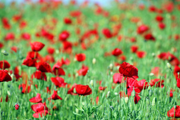 Fototapeta na wymiar red poppies flower meadow spring season