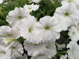 White flower on the garden