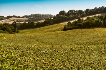 campo di girasoli