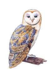 Watercolor hand drawn picture of the barn owl on the white background