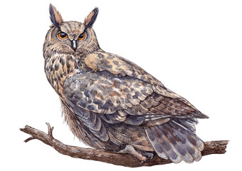 Watercolor hand drawn long-eared owl on white background