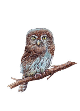 Watercolor hand drawn pygmy owl on the white background