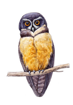 Watercolor spectacled owl on white background