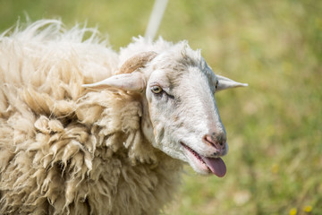  outdoor sheep on the farm, close-up