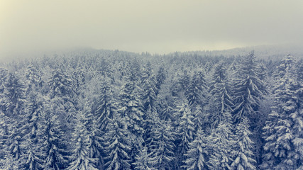 Aerial view of winter pine forest.