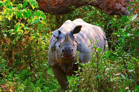 The Indian Rhinoceros, Rhinoceros Unicornis