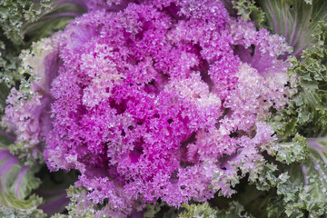 Close up.Decorative purple cabbage(Brassica oleracea).