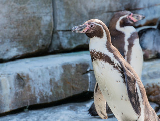 Naklejka premium Eselspinguin taucht unter Wasser