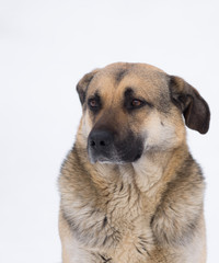 Obraz premium Winter portrait of cute mixed breed stray dog