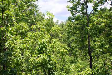 green tree in the forest 