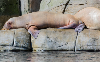 Pazifisches Walross schwimmt unter und über Wasser