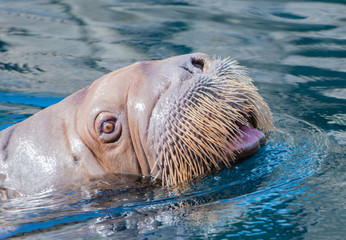 Obraz premium Pazifisches Walross schwimmt unter und über Wasser