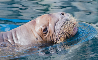 Pazifisches Walross schwimmt unter und über Wasser