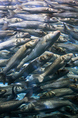 Swarm of Herrings, many Fishes swimming together underwater