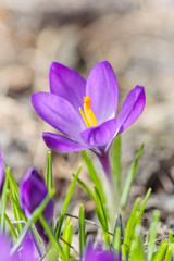Beautiful violet crocus flower. Early spring close-up flower.