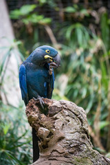 Hyacinth Macaw Parrot sitting in Branch and Cracking a Nut, South America