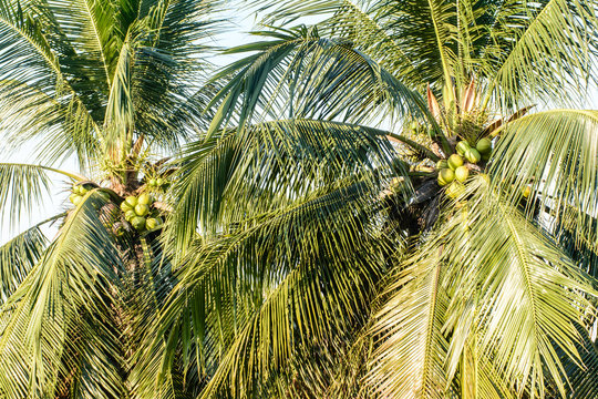 photo of coconuts and coconut tree