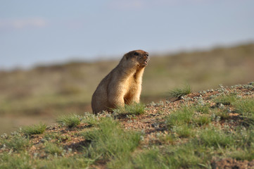 The amusing singing groundhog.