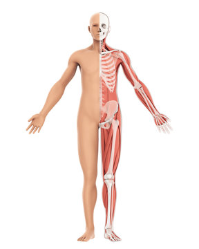 Human Body amd Skeleton Anatomy Isolated