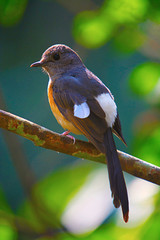 White Rumped Shama, Copsychus malabaricus