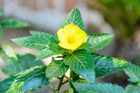 closeup photo of damiana flower