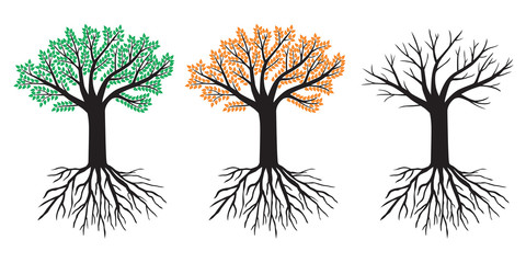 Big tree in summer, autumn and winter