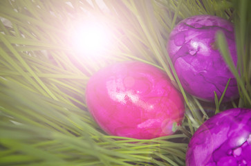 Three purple Easter eggs in green wheat with sunlight flare