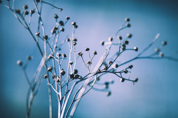 Winter nature macro, dry flora close up