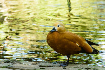 photo of shelduck, beside the lake