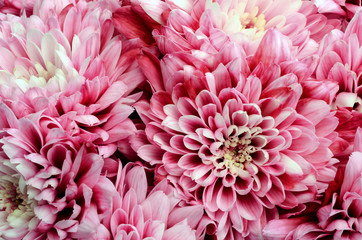 Pink flower for floral background or texture