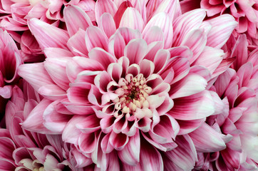 Pink flower for floral background or texture