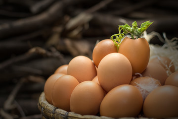 New life growing in an egg shell egg.Concept of young plant.