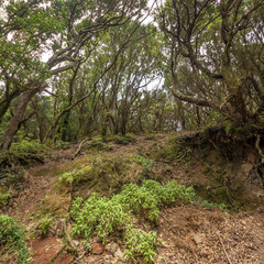 Alte, knorrige Lorbeerbäume säumen den Wanderweg im Anaga-Gebirge