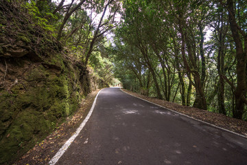 Fototapeta na wymiar Die alte Landstraße führt durch das felsige, dicht bewachsene Anaga-Gebirge auf Teneriffa