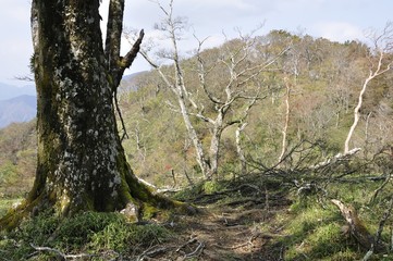 Fototapeta premium 熊笹ノ峰から眺めた大笄