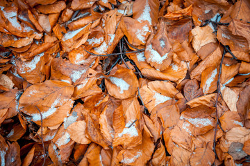 Frozen leaves on ground at winter, texture background
