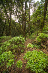 Saftig grüne Sträucher wachsen zwischen den Bäumen im Lorbeerwald