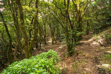 Üppige Vegetation im Anaga-Gebirge auf Teneriffa