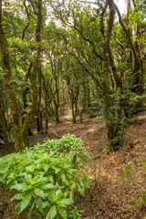 Üppige Vegetation in den Lorbeerwäldern auf Teneriffa