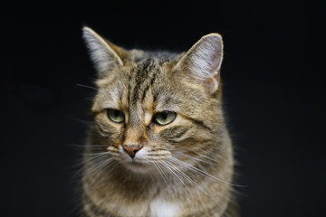 Katze im Studio fotografiert mit Makro objektiv
