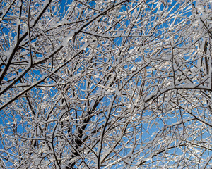 tree branches covered with snow against the blue sky.