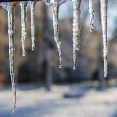 melting icicles and drops of water. Winter day.