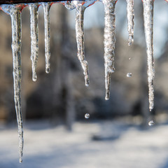 melting icicles and drops of water. Winter day.