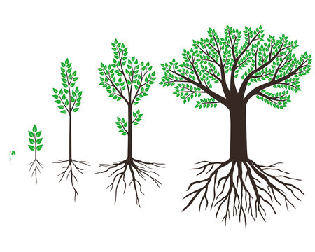 Set trees with leaves