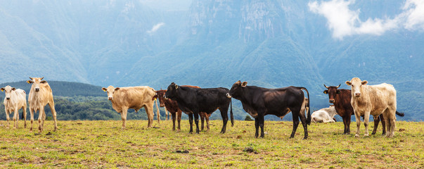 Gado no pasto e montanha. © JCLobo