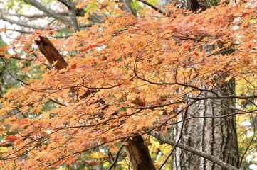 楓の紅葉