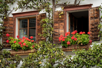Fototapeta na wymiar Wooden windows with petunia and a pear tree in Hallstatt