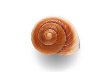 Sea shell isolated on a white background.