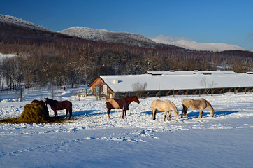 Bieszczady mountains, Polish part of Carpathians