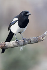 Common magpie, Pica pica